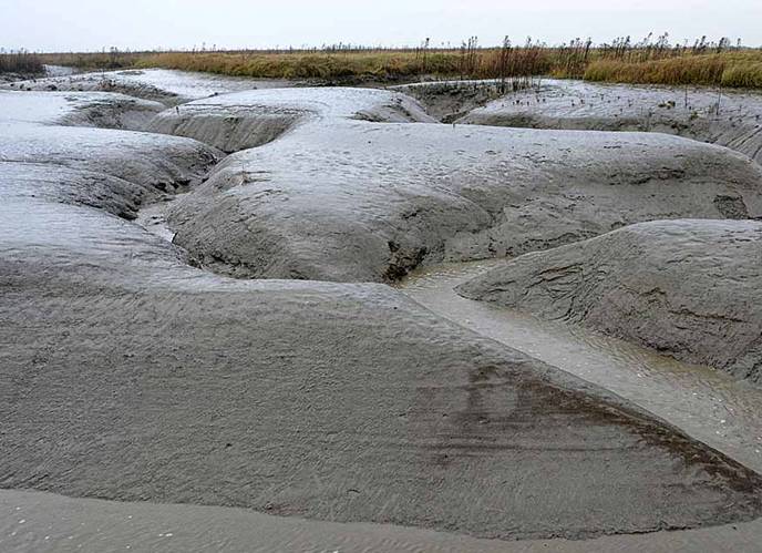 Het Verdronken Land van Saeftinghe - Natuurfotografie